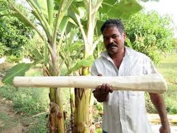 1392 Big Banana Stem Cooking In My Village Natural Remedies For Kidney Stones Village Food Youtube Kidney Diet Natural Remedies Kidney Stones Remedy