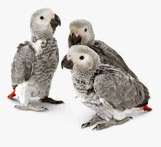 Free african grey png images, earl grey tea, grey, space grey, grey cup, african american we provide millions of free to download high definition png images. Endangered Animals In Png African Grey Bird Baby Transparent Png Kindpng