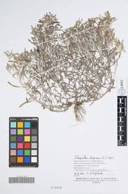 Image result for Gnaphalium unionis