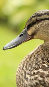 Ducks Wallpaper Hd Duck Wallpaper Phone 2907716 Hd Wallpaper Backgrounds Download Donald duck daisy duck mickey mouse goofy and pluto cartoon wallpaper hd 2560×1600. ducks wallpaper hd duck wallpaper