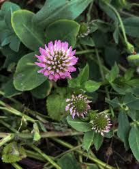 Image result for Trifolium isthmocarpum