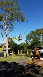 Tree Removal Tree Removal Garden Services Tree Service