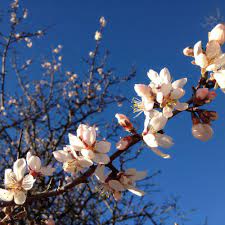 Fiori & alberi gratis vettore gratis floral, natura, sfondo, estate, fiore, pianta, primavera, foglia, fiore, bellezza Come Riconoscere 6 Alberi Da Frutto Dai Loro Fiori