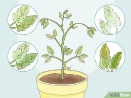 They are occasionally called red spider mites. How To Get Rid Of Red Spider Mites Organically 14 Steps