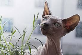 Adopt your own sphynx cat. Are Sphynx Cats Good With Dogs Purr Craze