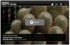 Learn how to get rid of spines, peel off the skin, and pull out. On Line Guide To The Positive Identification Of Members Of The Cactus Family