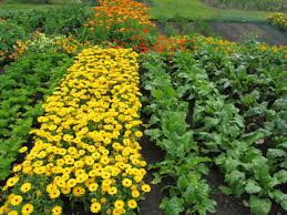 Succession planting keeps the garden in continual production. Design A Small Farm Garden The Old Farmer S Almanac