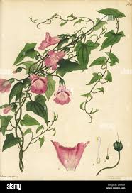 Image result for Usteria