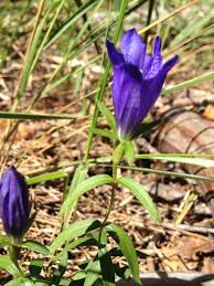 Image result for Chironia laxiflora