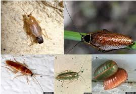 Les cafards propagent de nombreuses maladies graves, comme la tuberculose, la salmonellose, la dysenterie, la gastroentérite et la typhoïde. Les Blattes De Jardin Jardiner Autrement