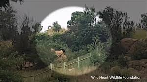 If you have your own one, just send us the image and we will show it on the. Watch Rare Black Leopard Spotted Hiding Out In South Africa Discoveries Earth Touch News