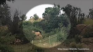 Black leopards fc is a south african football club based in thohoyandou, vhembe region, limpopo that plays in the premier soccer league. Watch Rare Black Leopard Spotted Hiding Out In South Africa Discoveries Earth Touch News