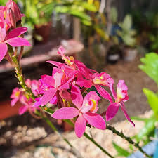 Image result for Polystachya adansoniae