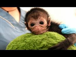 L'arrivée des marques chinoises en europe et en france a chamboulé le marché. Un Bebe Singe Soigne En Colombie Youtube