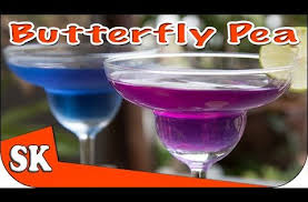 Butterfly Pea Tea Miracle Health Drink Clitoria Ternatea Butterfly Pea Tea Butterfly Pea Butterfly Pea Flower