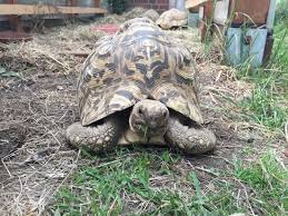 Die landschildkröte ist sowohl in den sandigen, heißen halbwüsten und savannen. Schildkroten Kaufen Hier Kauft Man Schildkroten
