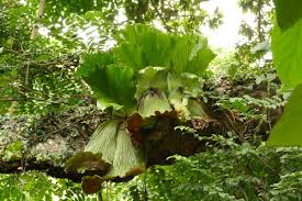 Image result for Loxogramme latifolia