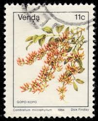 Image result for Combretum microphyllum