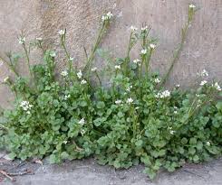 Image result for Cardamine