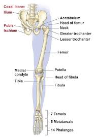 The bone that goes from your pelvis to your knee is called the femur (say: On This Page Muscles Of The Lower Limbnerves Of The Lower Limbjoints Of The Lower Limb There Are 64 Bones Anatomy Bones Medical Anatomy Skeletal System Anatomy