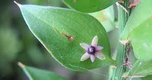 Ruscus Aculeatus Butcher S Broom Nigzet Il Far Broom Plant Plants Plant Leaves
