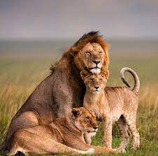 Pin By Nicole Warren On Big Cats Lions Animals Lion Family Animals Beautiful