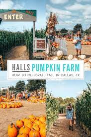We did not find results for: Hall S Pumpkin Farm The Best Pumpkin Patch Near Dallas Pumpkin Farm Pumpkin Patch Pumpkin