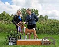 32nd Annual Basenji Specialty Show