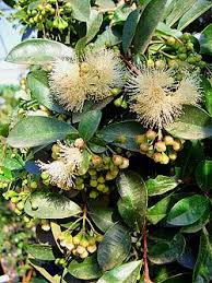 Maybe you would like to learn more about one of these? Australian Brush Cherry Magenta Lilly Pilly Magenta Cherry Eugenia Syzygium Paniculatum