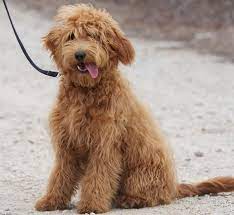 Golden retriever and poodle mix. 13 Golden Retriever Mischlinge Die Ihr Einfach Sehen Musst