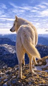 White wolf pup costume diy wolf pup costume for kids. White Wolf Gifs Get The Best Gif On Giphy