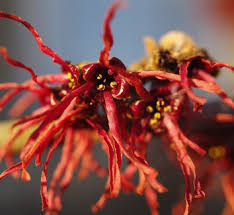 Image result for Hamamelis mollisi