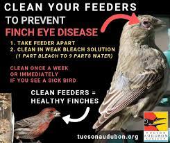 Finch Eye Disease Is Incurable Tucson Audubon Society Facebook