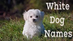 If you have a hunting dog, arrow would be an excellent name for her. 160 Unique White Dog Names For Your White Puppy Petmoo