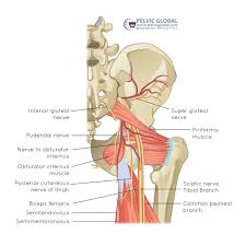 Image result for Obturator Nerve Compression