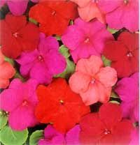 Sure, they don't last forever—but isn't that true of most beautiful things? How To Growing Annuals And Perennials Guide To Flowering Annuals That Thrive In The Shade