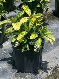 Image result for Sanchezia