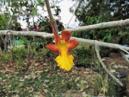 In india, the species flowers from february to march and fruits ripen from the end of april to june. Gmelina Arborea Fauna Y Flora Del Parque Mirador Norte Inaturalist