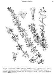 Image result for Limnophila indica