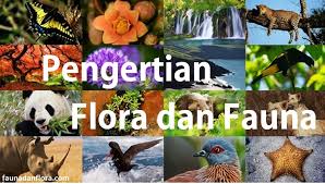Flora di indonesia bagian tengah disebut juga flora peralihan. Apa Sih Pengertian Dari Flora Dan Fauna