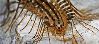 We did not find results for: Florida Centipedes How To Control And Prevent An Infestation Abc Blog