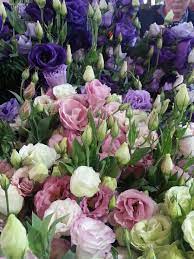 Stems are shorter than standard varieties. Lisianthus Lisianthus Flowers Flowers Purple Flowers