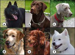 Whether your pick a kennel prefix or suffix, it should be unique and impactful. How To Pick The Absolutely Perfect Name For Your Pup Barkpost