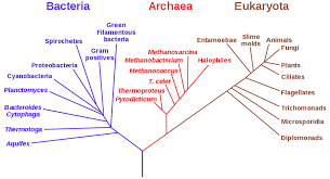 Tree Of Life Biology Wikipedia Phylogenetic Tree Prokaryotes Biology