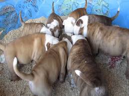 8 Essential Nutrients American Bully Puppies Need To Grow Strong