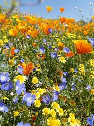 The following 132 files are in this category, out of 132 total. Super Bloom Desert Wildflower Reports For Southern California By Desertusa Desert Flowers California Wildflowers Wild Flowers