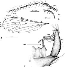 Image result for Trichoneura