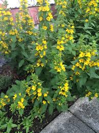 How to identify perennials before they bloom. Yellow Loosestrife Lysimachia Punctata Hardy Perennial Plant That Grows 61 Centimeters Tall Or More A Yellow Perennials Flowers Perennials Hardy Perennials
