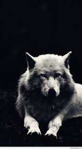 Explore white wolf wallpaper on wallpapersafari | find more items about wolf wallpaper desktop, free wolf wallpapers for laptops, hd wolf wallpapers. Spirit Wolf Wallpapers On Wallpaperdog