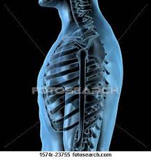 To The Bone Human Ribs Human Bones Rib Cage